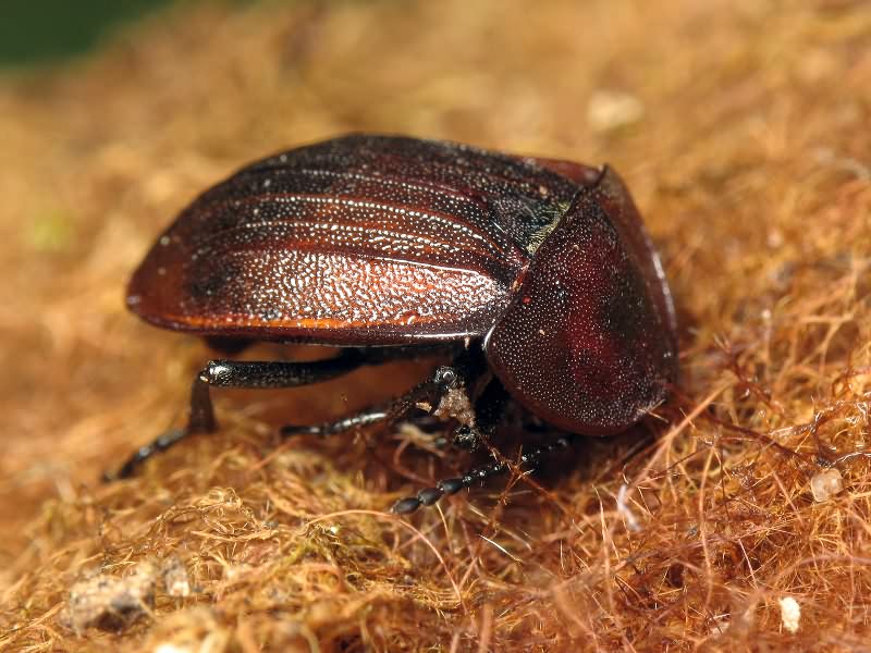 Phosphuga atrata (Linnaeus, 1758)